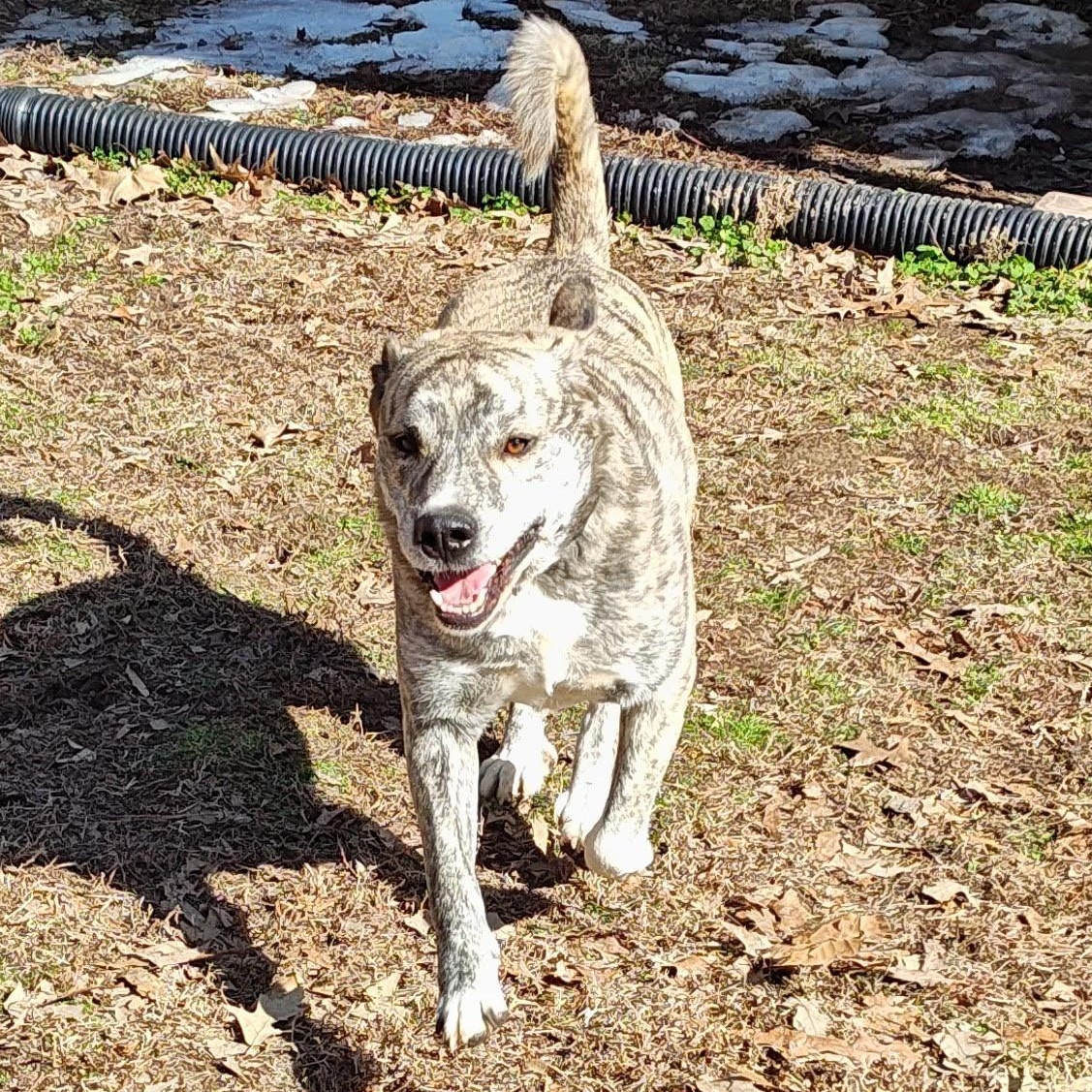 Enlarge Walker, a Adoptable mixed breed in Medfield, MA image 5/6