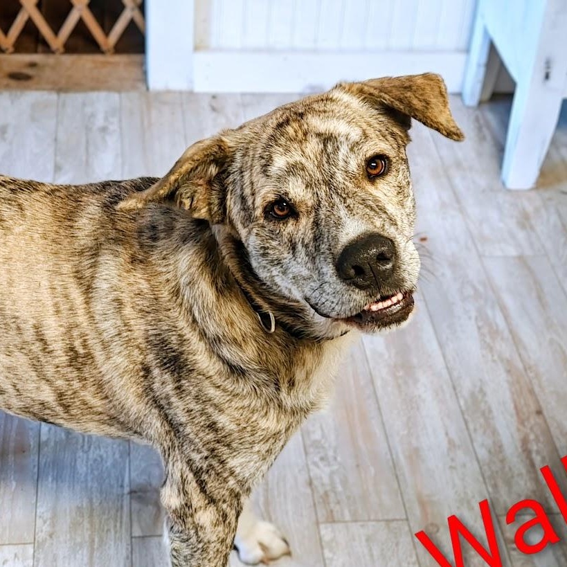 Enlarge Walker, a Adoptable mixed breed in Medfield, MA image 1/6