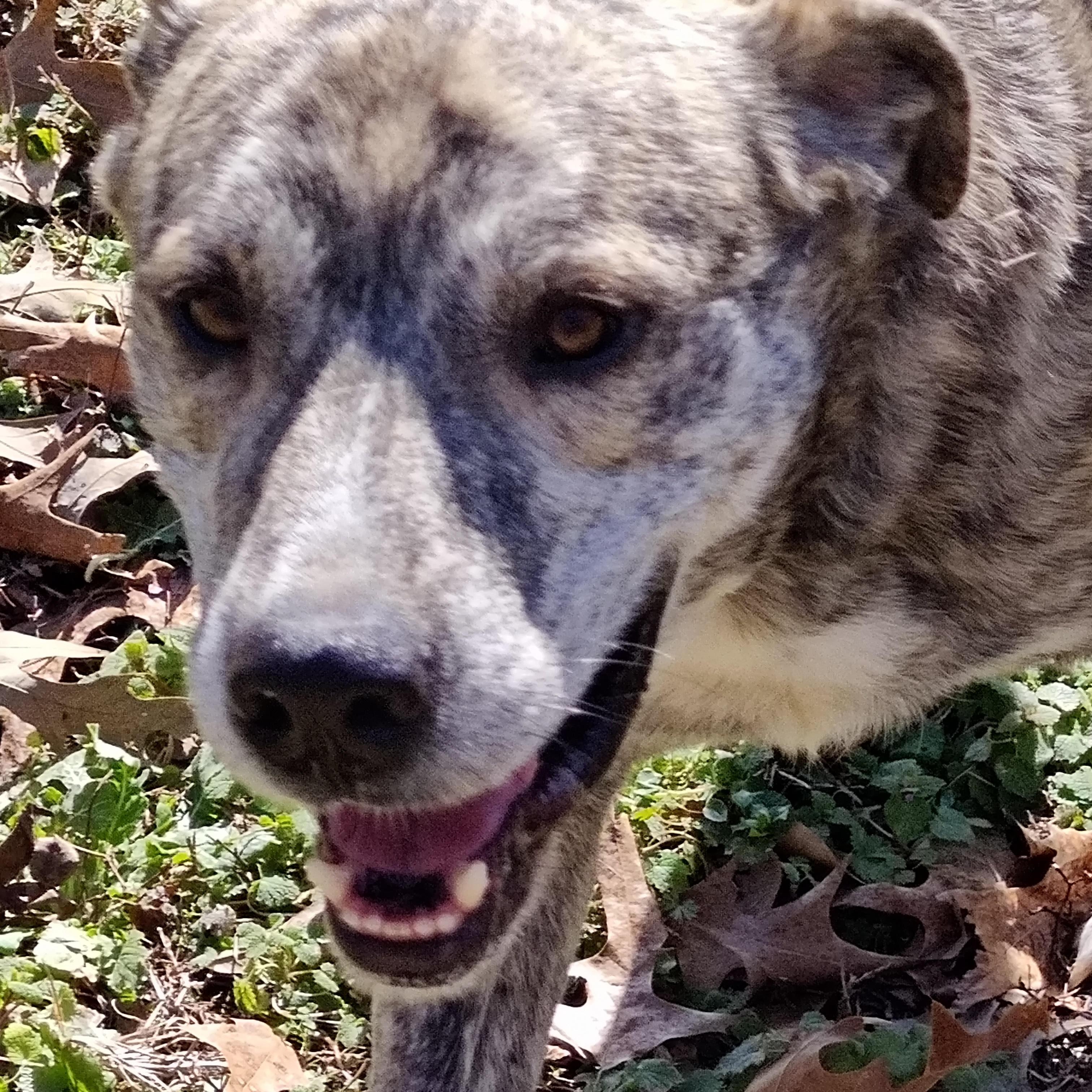 Enlarge Walker, a Adoptable mixed breed in Medfield, MA image 4/6