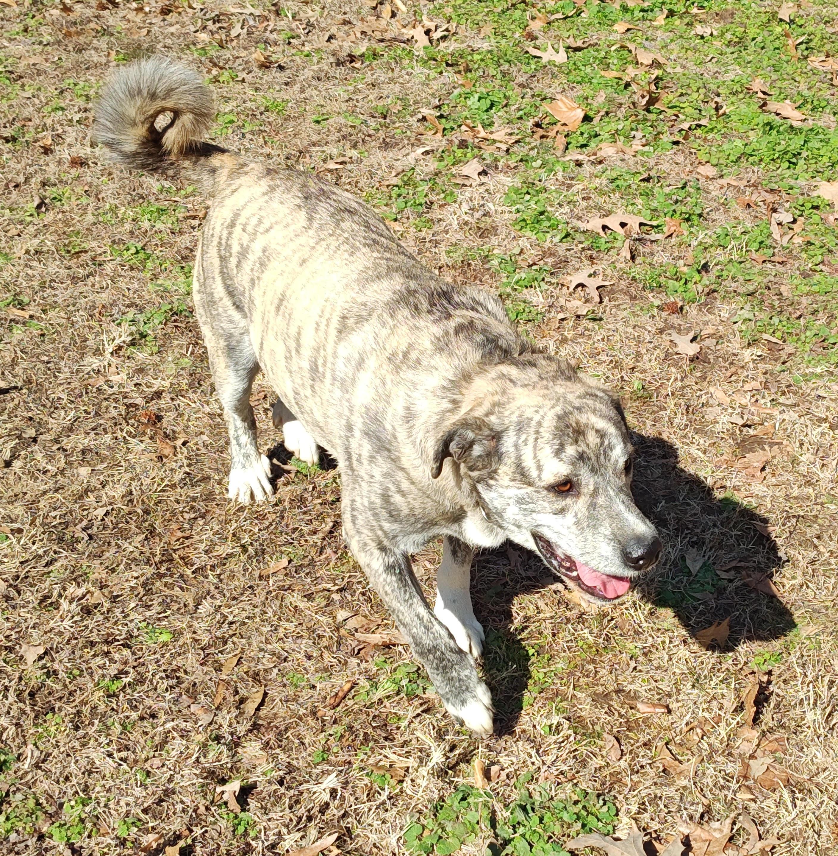 Enlarge Walker, a Adoptable mixed breed in Medfield, MA image 3/6