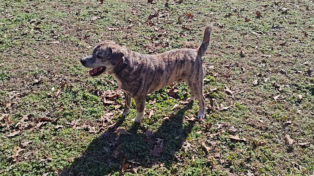 Enlarge Walker, a Adoptable mixed breed in Medfield, MA video 6/6
