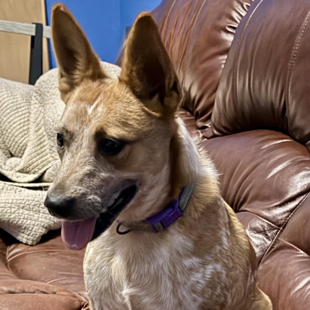 Enlarge Cricket, a Adoptable Cattle Dog in Ennis, TX image 4/4