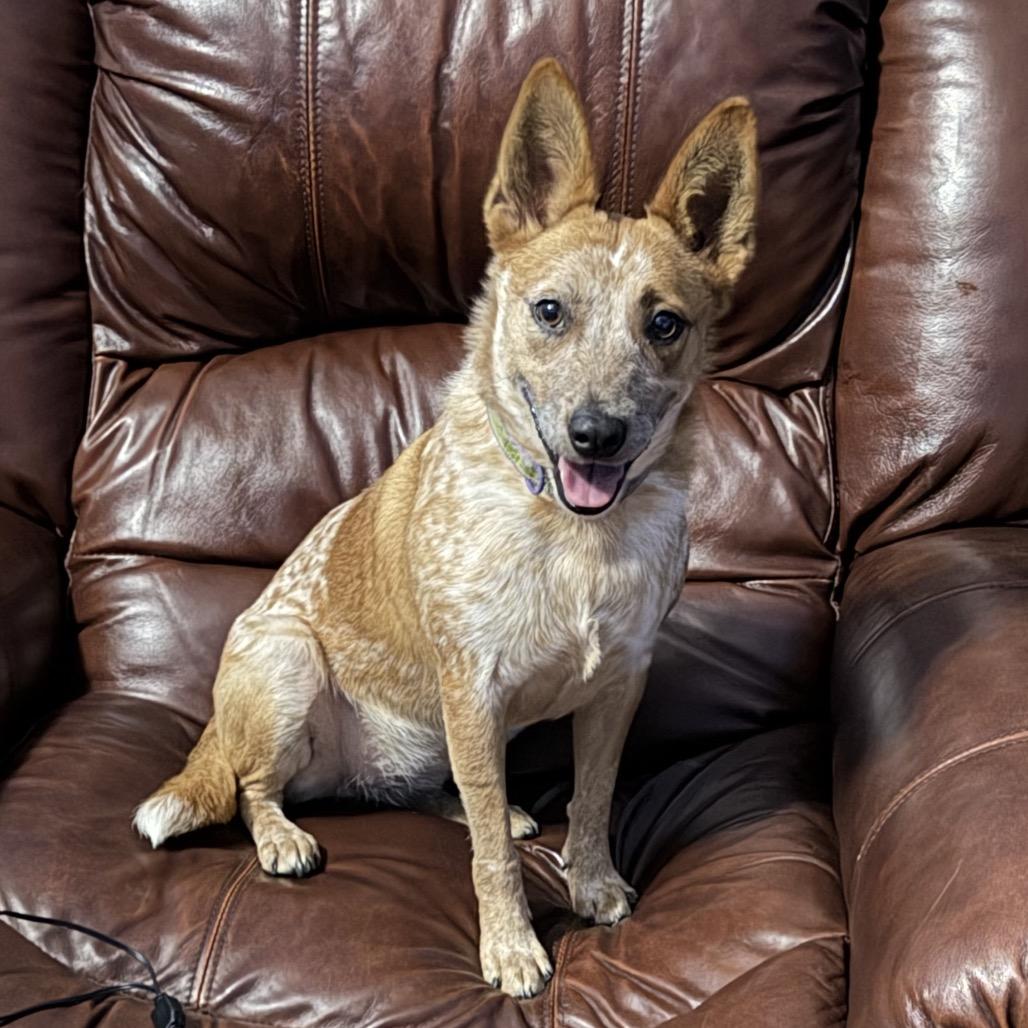 Enlarge Cricket, a Adoptable Cattle Dog in Ennis, TX image 2/4
