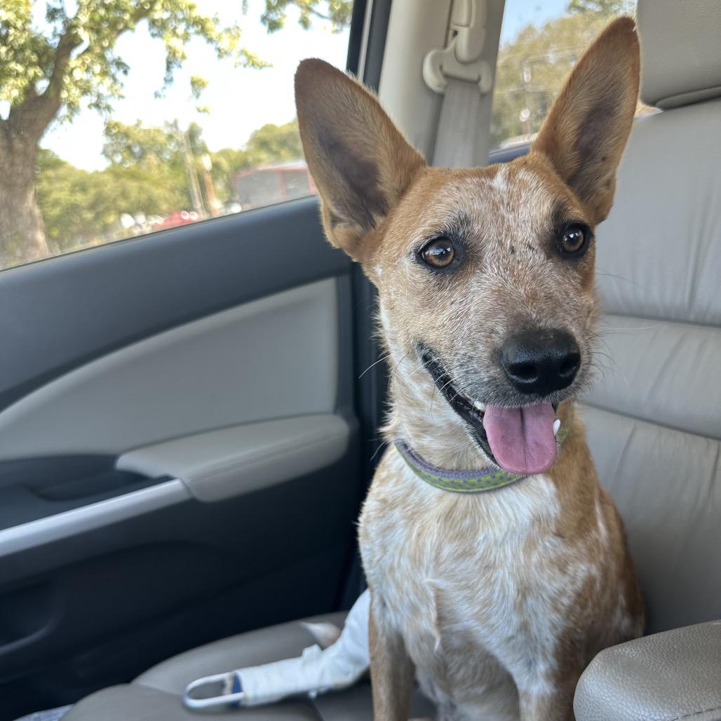Cricket, Adoptable, Young Female Cattle Dog.