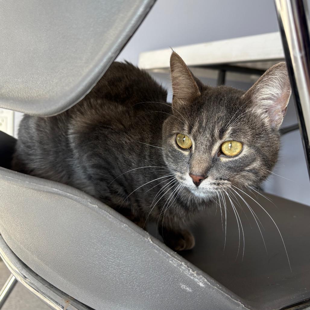 Enlarge Xander, a Adoptable Domestic Short Hair in Saskatoon, SK image 1/4