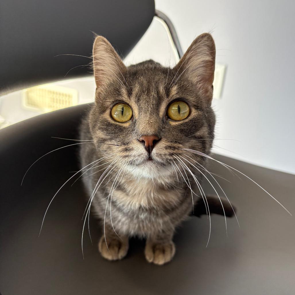 Enlarge Xander, a Adoptable Domestic Short Hair in Saskatoon, SK image 2/4