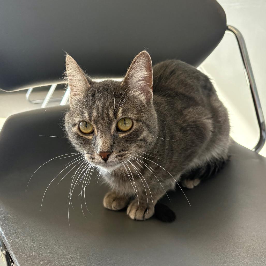 Enlarge Xander, a Adoptable Domestic Short Hair in Saskatoon, SK image 3/4