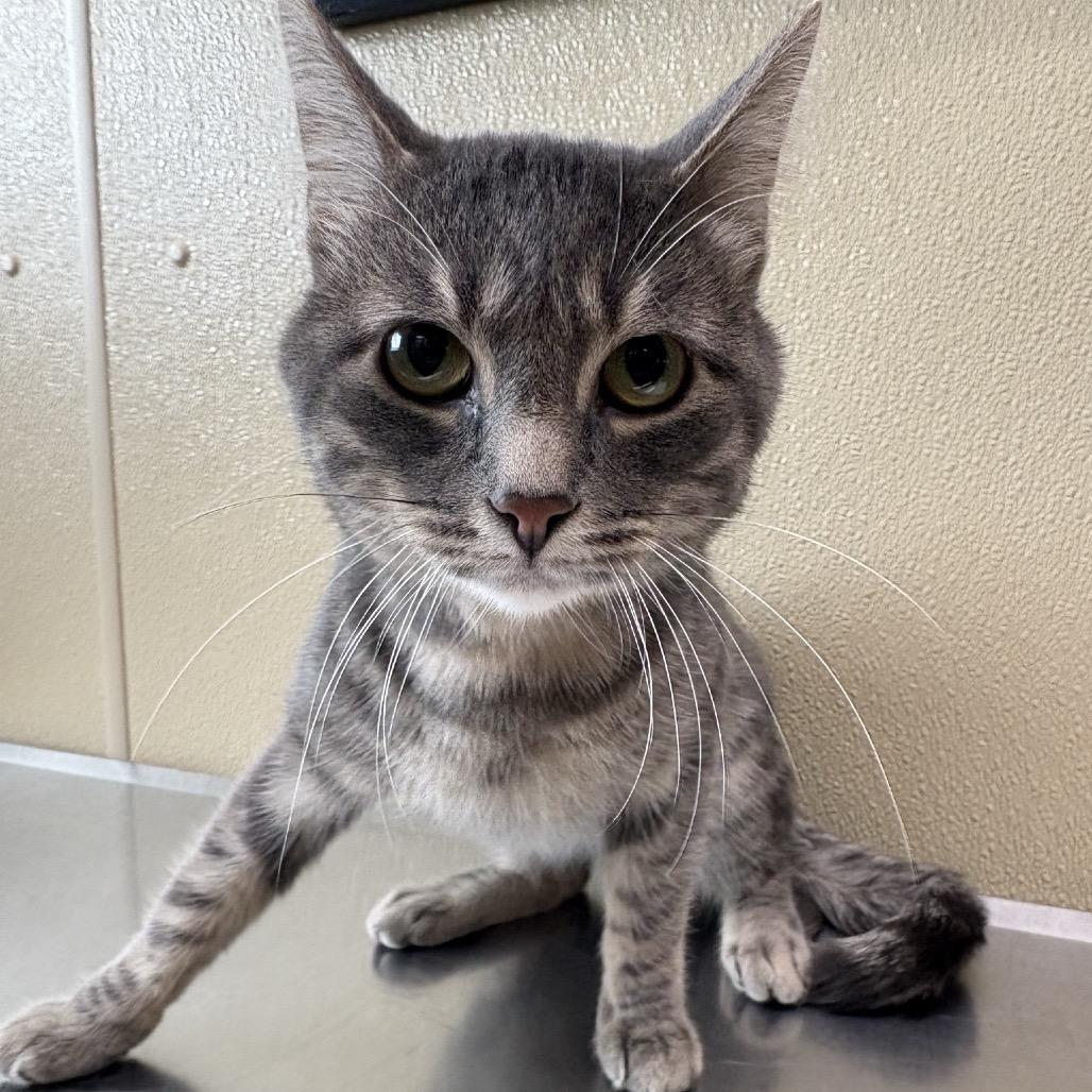 Enlarge Xander, a Adoptable Domestic Short Hair in Saskatoon, SK image 4/4