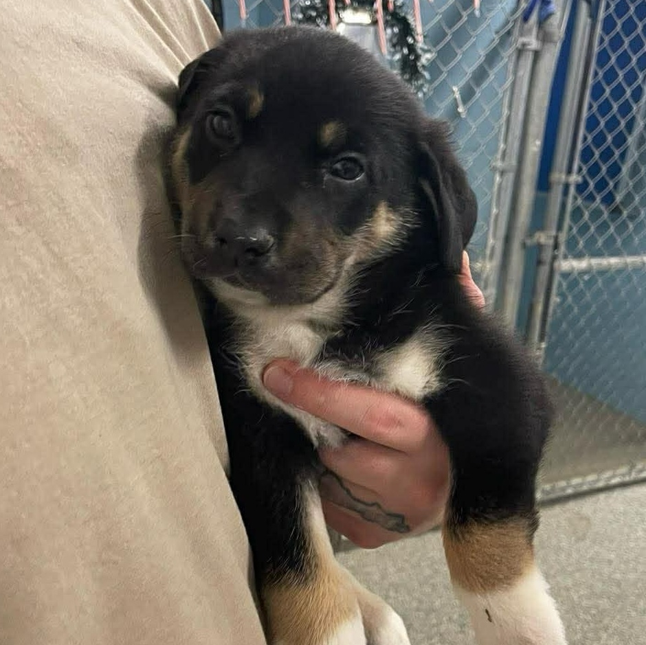 Enlarge Linus, a Adoptable mixed breed in Chaplin, CT image 1/2