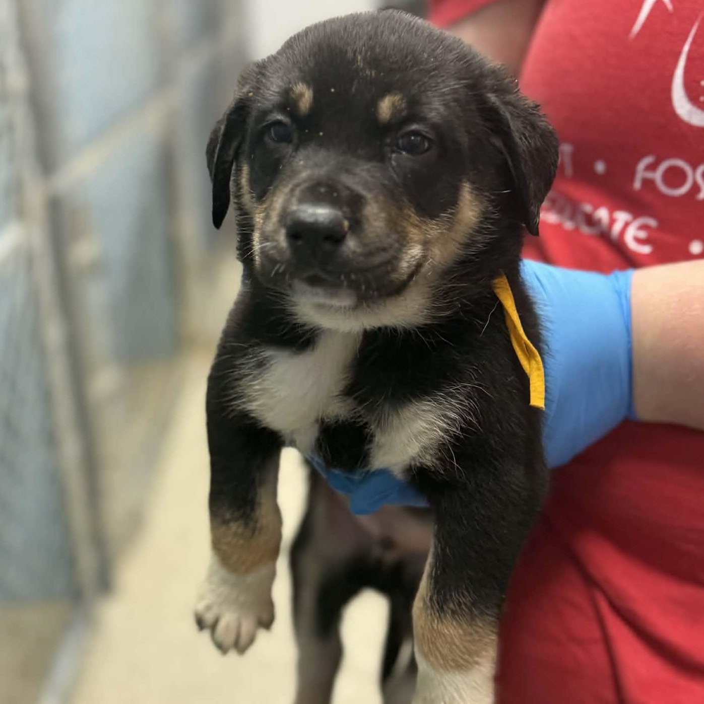 Enlarge Linus, a Adoptable mixed breed in Chaplin, CT image 2/2