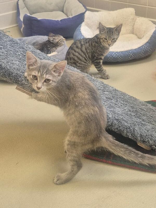 Penelope, Adoptable, Young Female Dilute Calico.
