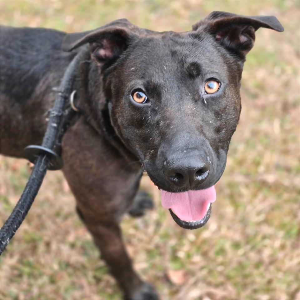 Pyro, Adoptable, Adult Male Mixed Breed.