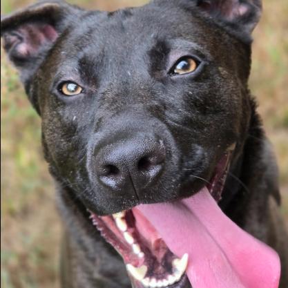 Enlarge Pyro, a Adoptable Mixed Breed in Chattanooga, TN image 1/6