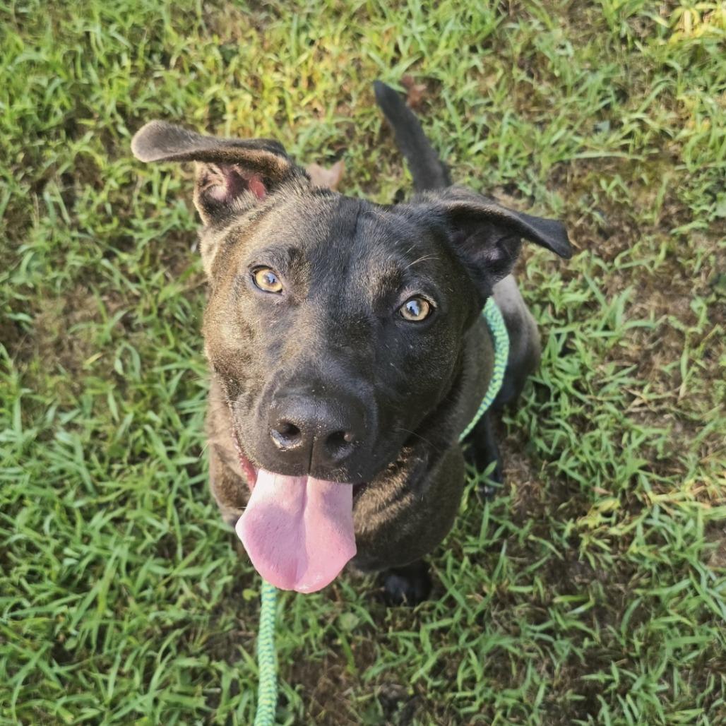 Enlarge Pyro, a Adoptable Mixed Breed in Chattanooga, TN image 2/6