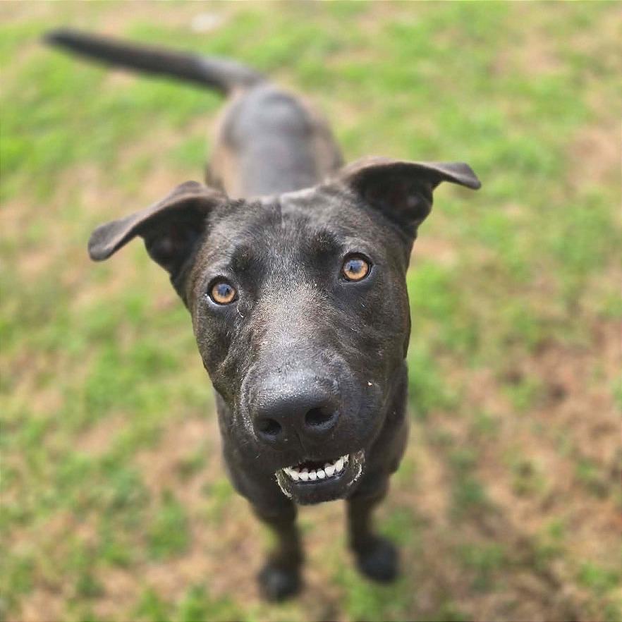 Enlarge Pyro, a Adoptable Mixed Breed in Chattanooga, TN image 2/4