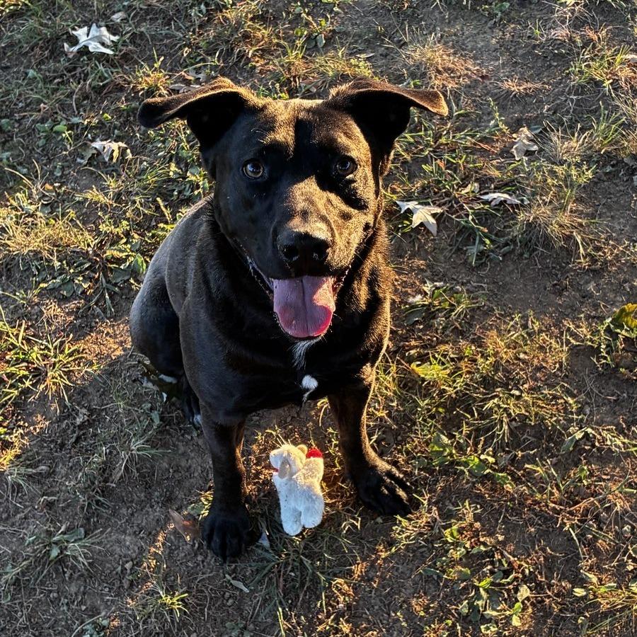 Enlarge Pyro, a Adoptable Mixed Breed in Chattanooga, TN image 4/6