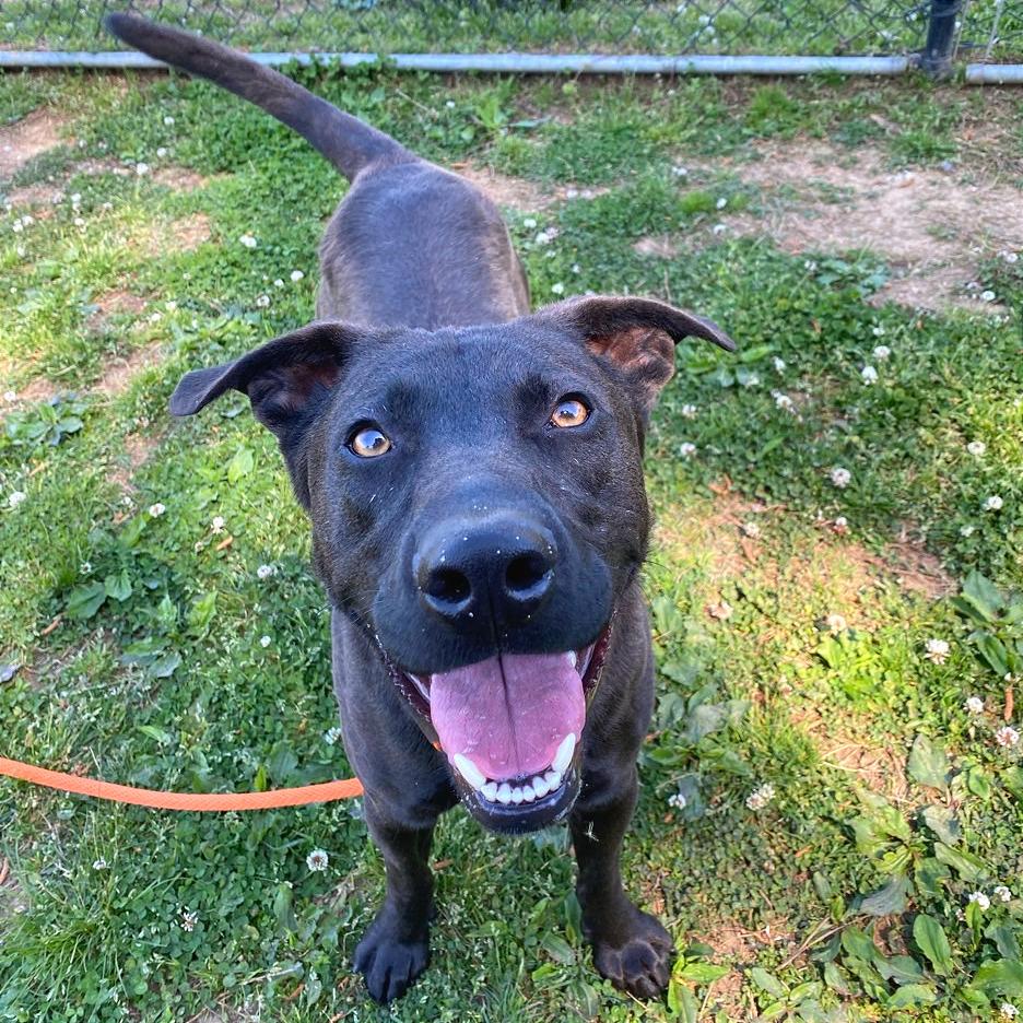Enlarge Pyro, a Adoptable Mixed Breed in Chattanooga, TN image 3/4