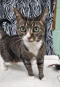 Enlarge Hine, a ADOPTABLE Domestic Short Hair in Bucyrus, OH image 1/3