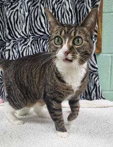 Enlarge Hine, a ADOPTABLE Domestic Short Hair in Bucyrus, OH image 3/3