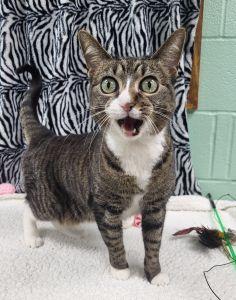 Enlarge Hine, a ADOPTABLE Domestic Short Hair in Bucyrus, OH image 2/3