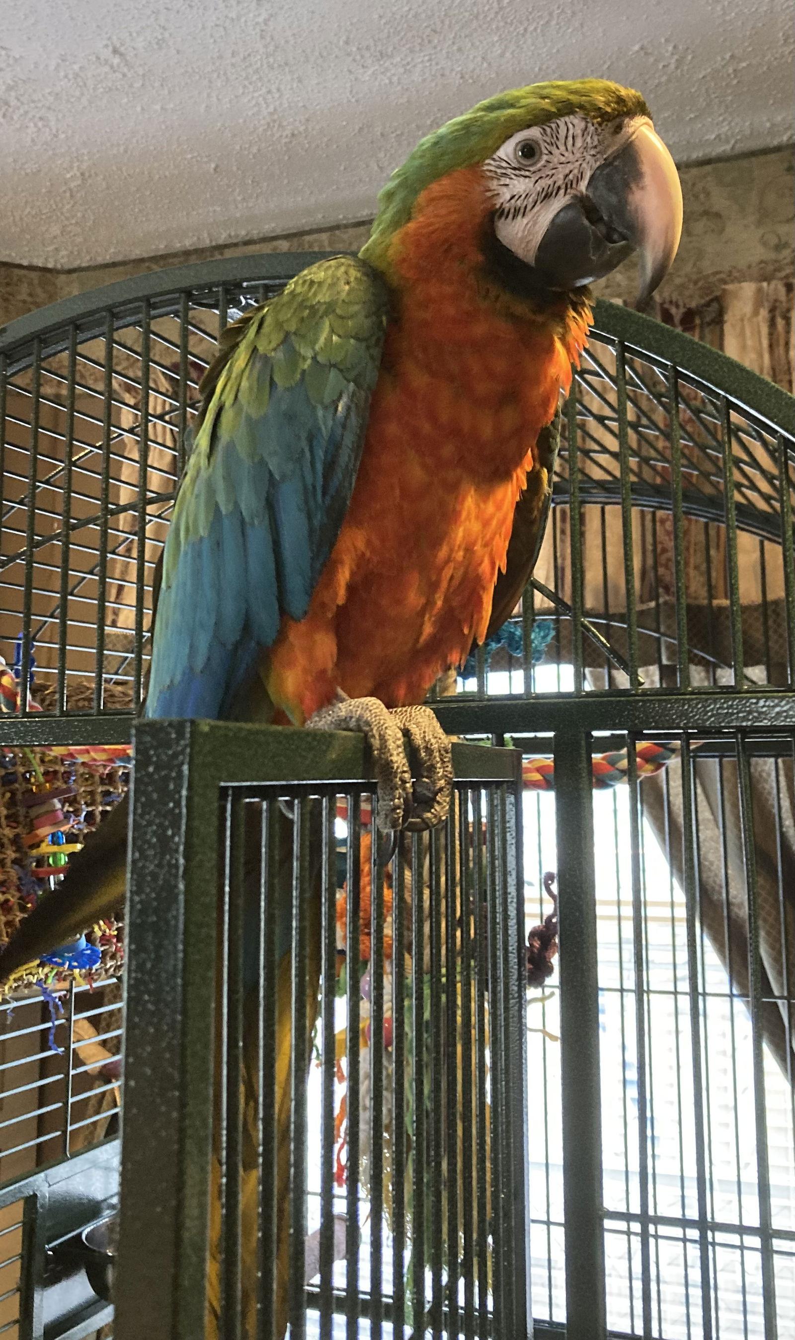 Marge, Adoptable, Young Female Macaw.