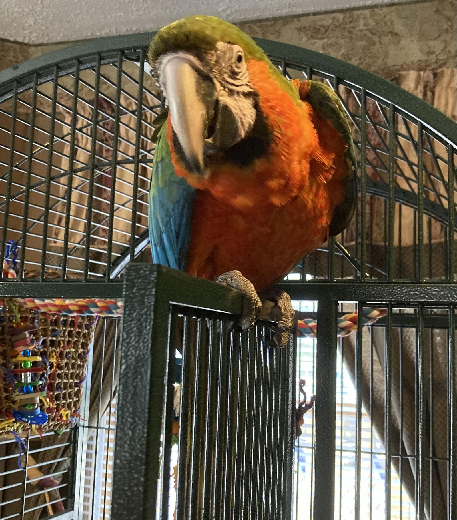 Enlarge Marge, a Adoptable Macaw in Belford, NJ image 2/2