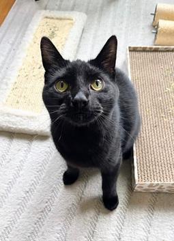 Enlarge Itati, a Adoptable mixed breed in San Francisco, CA image 1/6