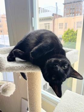 Enlarge Itati, a Adoptable mixed breed in San Francisco, CA image 2/6