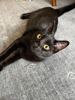 Enlarge Itati, a Adoptable mixed breed in San Francisco, CA image 3/6