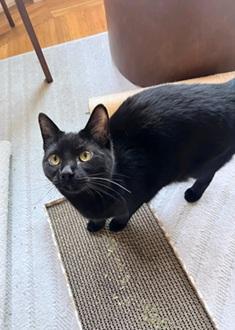 Enlarge Itati, a Adoptable mixed breed in San Francisco, CA image 4/6