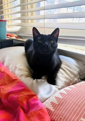 Enlarge Itati, a Adoptable mixed breed in San Francisco, CA image 5/6