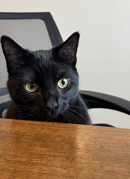 Enlarge Itati, a Adoptable mixed breed in San Francisco, CA image 6/6