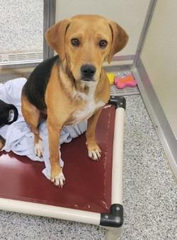 Enlarge Ari, a Adoptable mixed breed in Athens, TN image 1/1