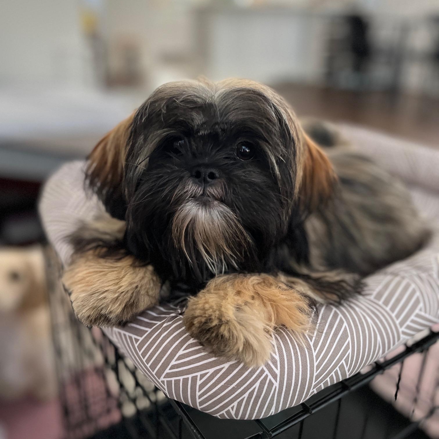 Gordon Shih Tzu Dog