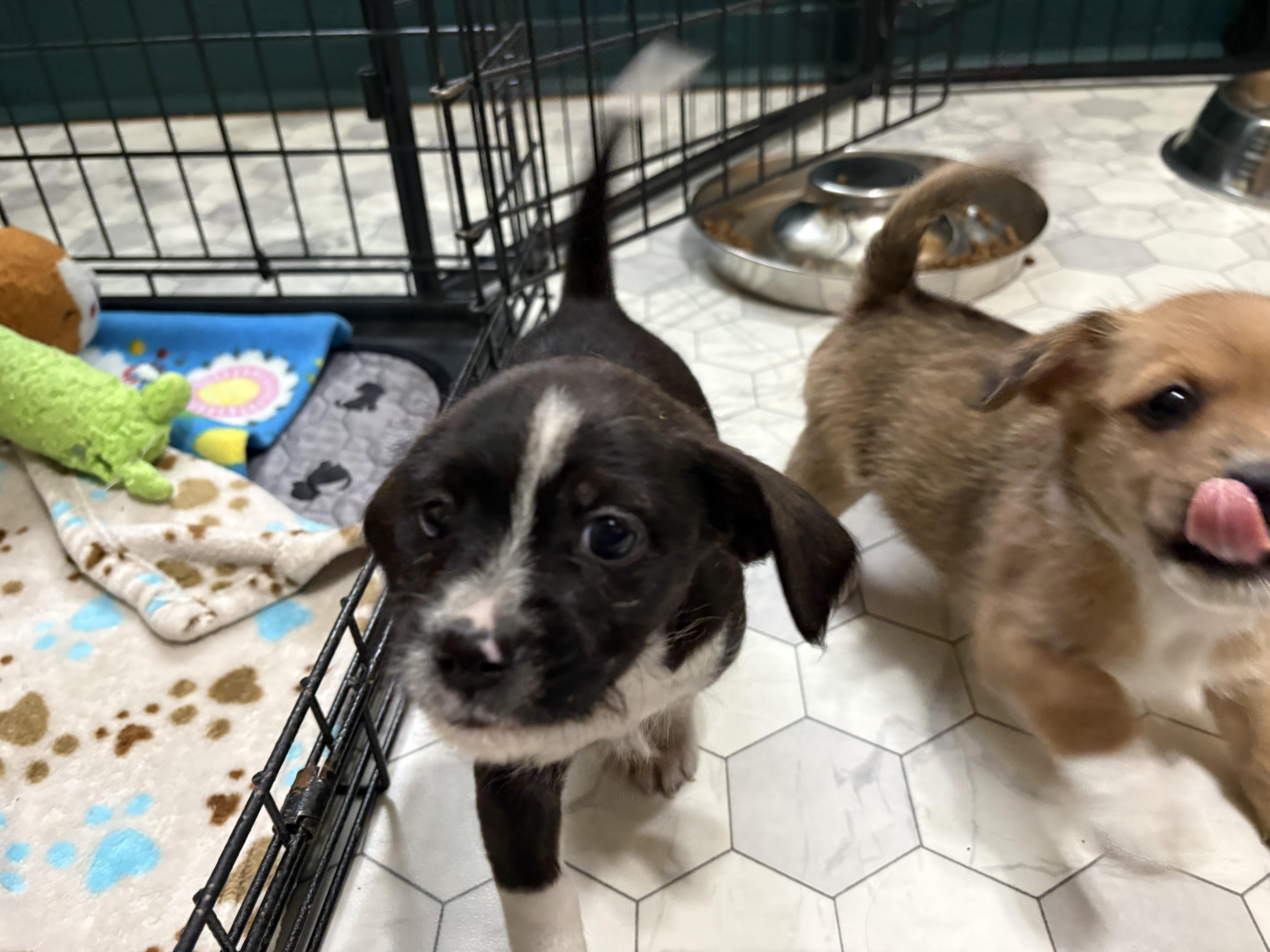Bryce, an adoptable mixed breed in Minneapolis, MN image 5/6