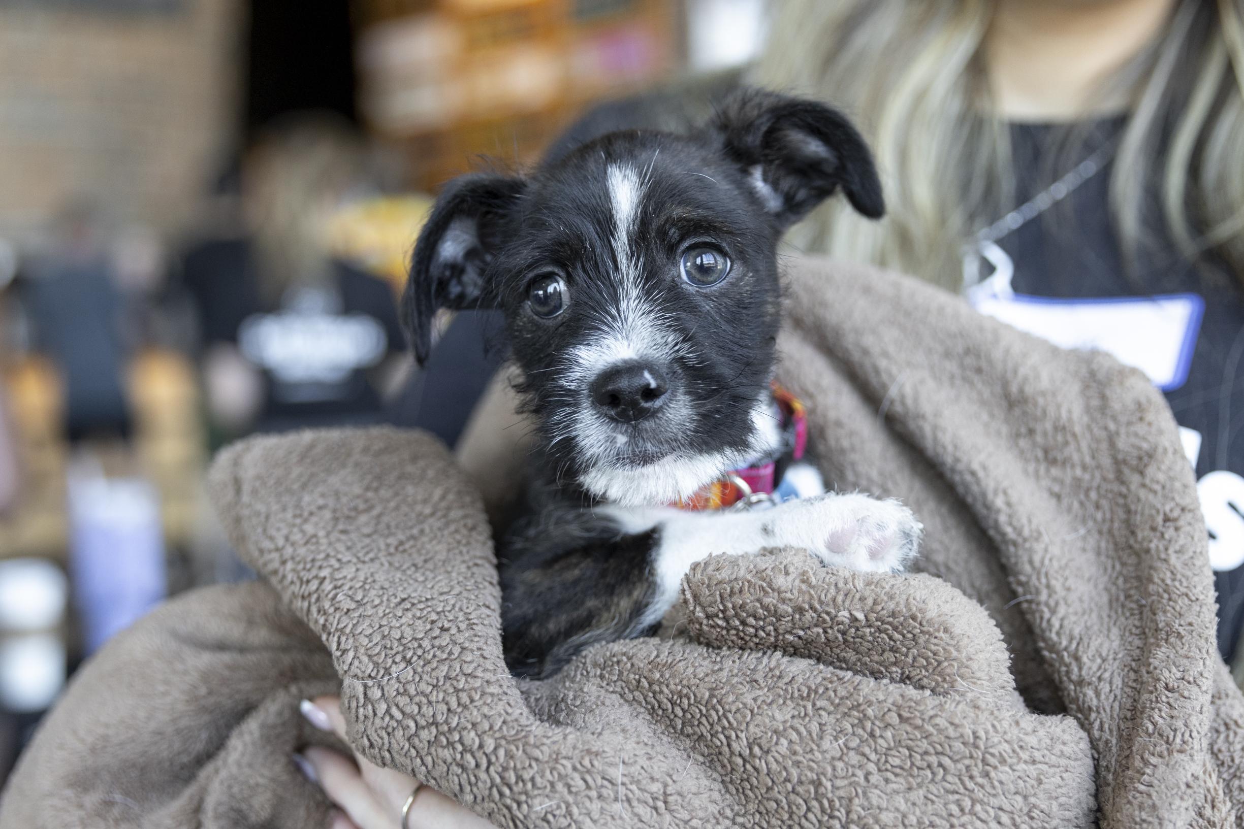 Bryce, an adoptable mixed breed in Minneapolis, MN image 2/6