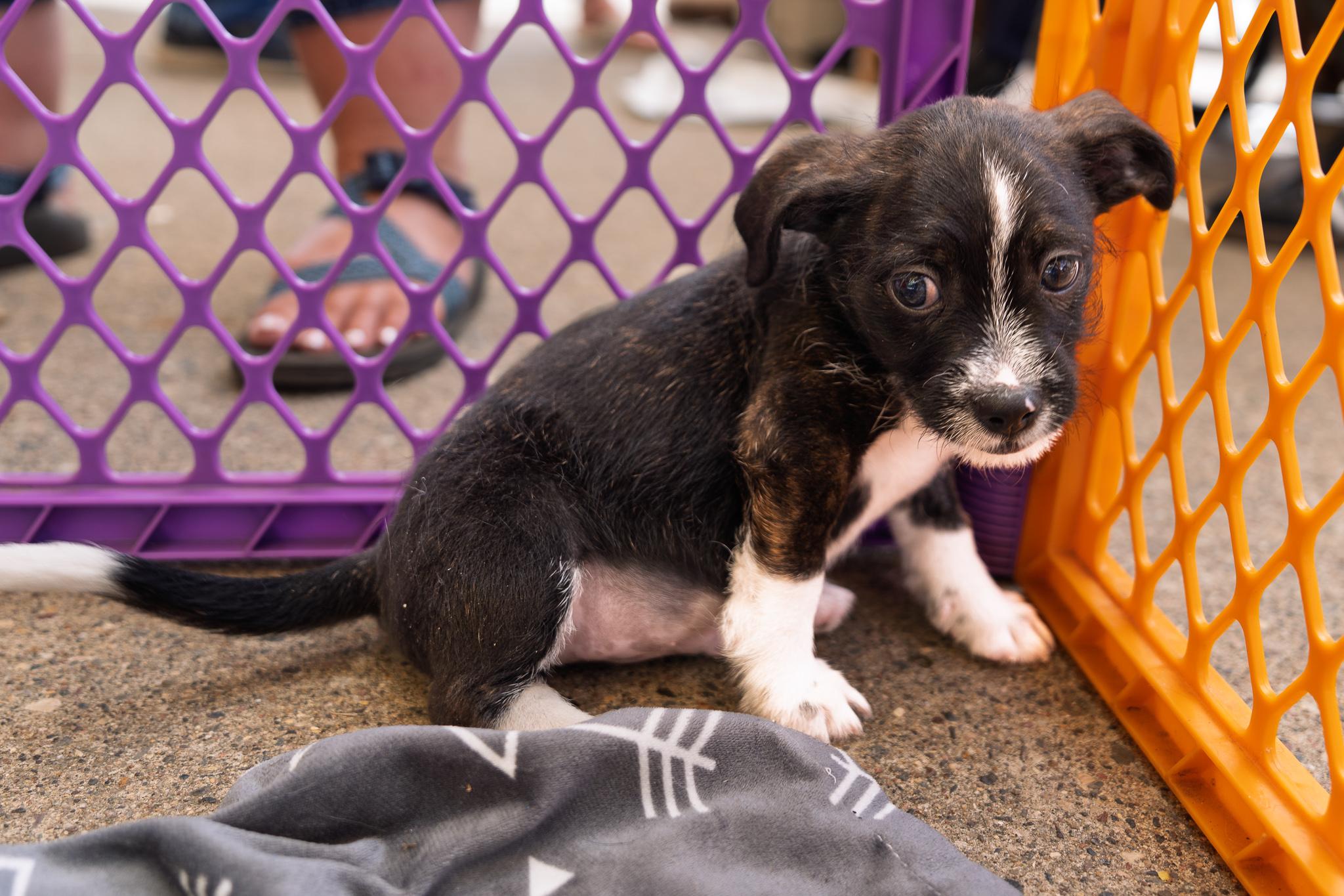 Bryce, an adoptable mixed breed in Minneapolis, MN image 6/6