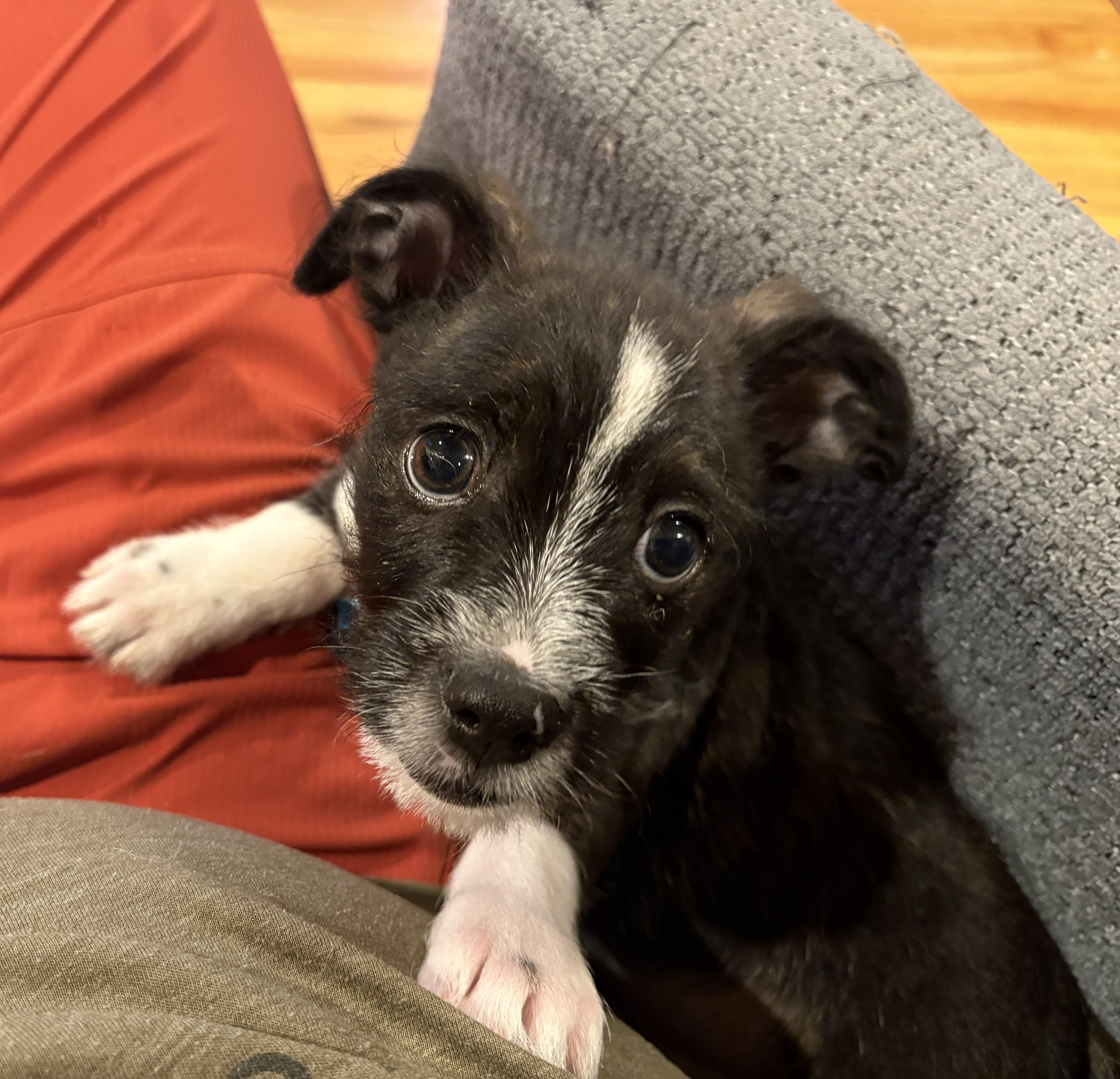 Bryce, an adoptable mixed breed in Minneapolis, MN image 3/6