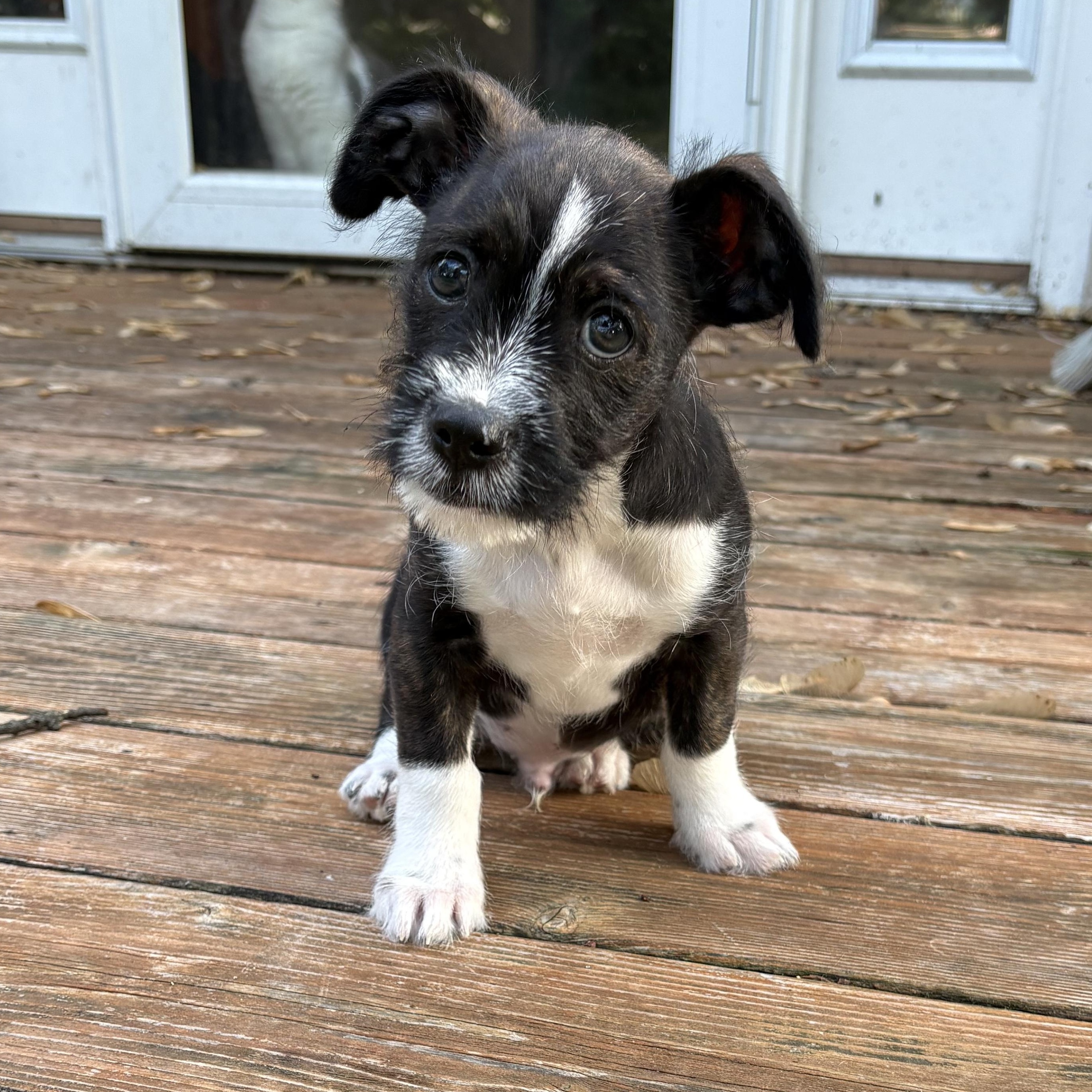 Bryce, an adoptable mixed breed in Minneapolis, MN image 1/6