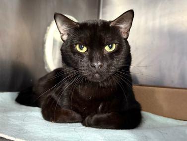 Enlarge Twisty Fig, a ADOPTABLE Domestic Short Hair in Hudson, NY image 1/1