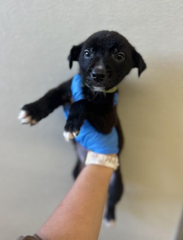 Arrow, Adoptable, Puppy Male Shepherd.