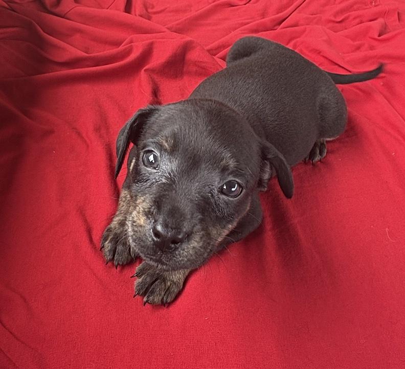 Chrissy, Adoptable, Puppy Female Black Labrador Retriever.
