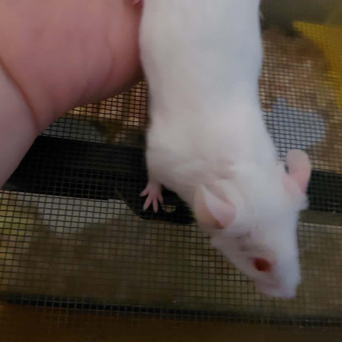Zag, Adoptable, Adult Female Mouse.