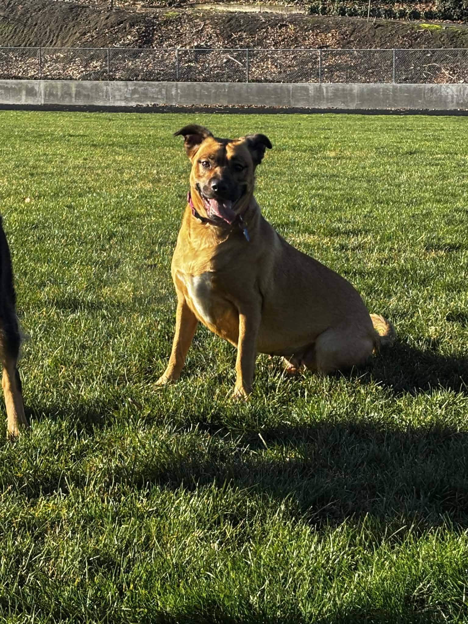 Enlarge Ruth, a ADOPTABLE mixed breed in Lewiston, ID image 4/4
