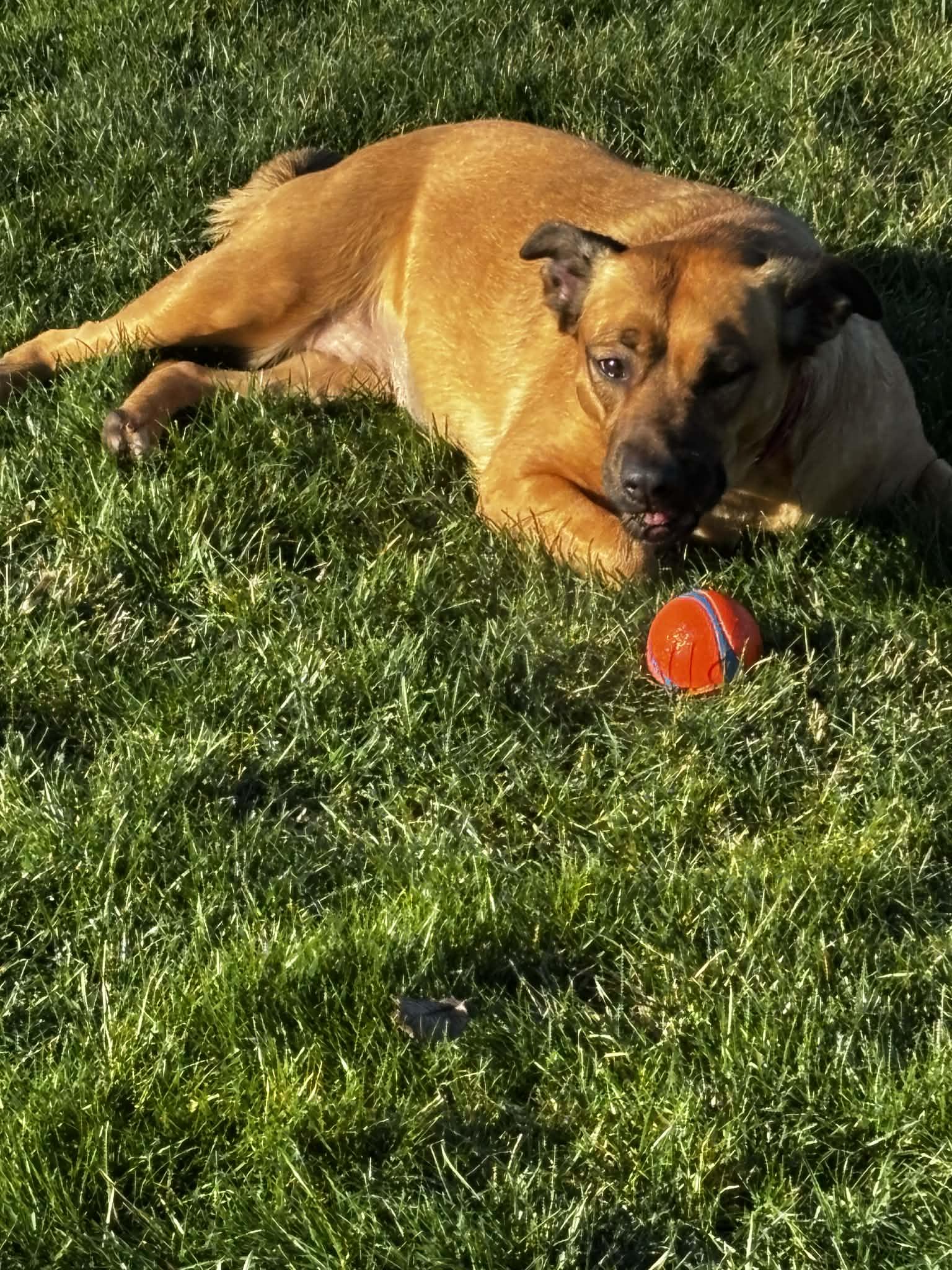 Enlarge Ruth, a ADOPTABLE mixed breed in Lewiston, ID image 3/4