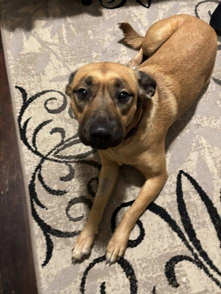 Enlarge Ruth, a ADOPTABLE mixed breed in Lewiston, ID image 2/4