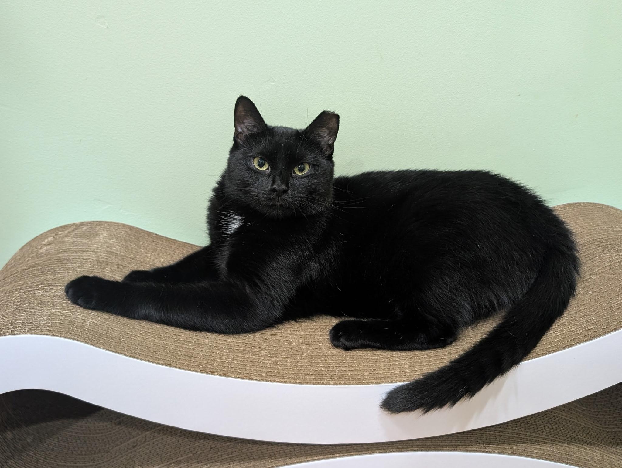 Enlarge Venus and Pippin, an adopted Domestic Medium Hair in Fairfax, VA image 5/6