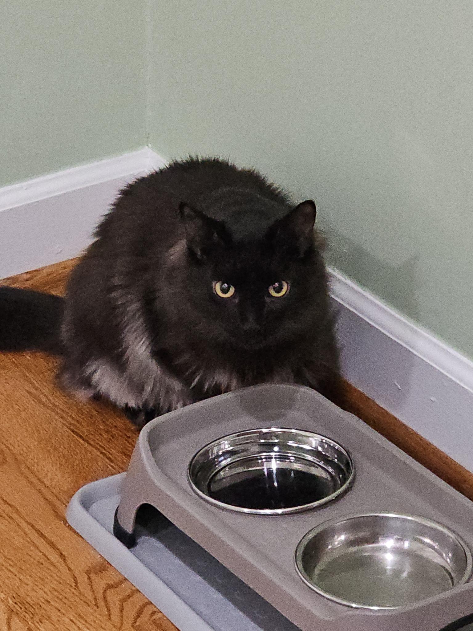 Enlarge Venus and Pippin, an adopted Domestic Medium Hair in Fairfax, VA image 6/6