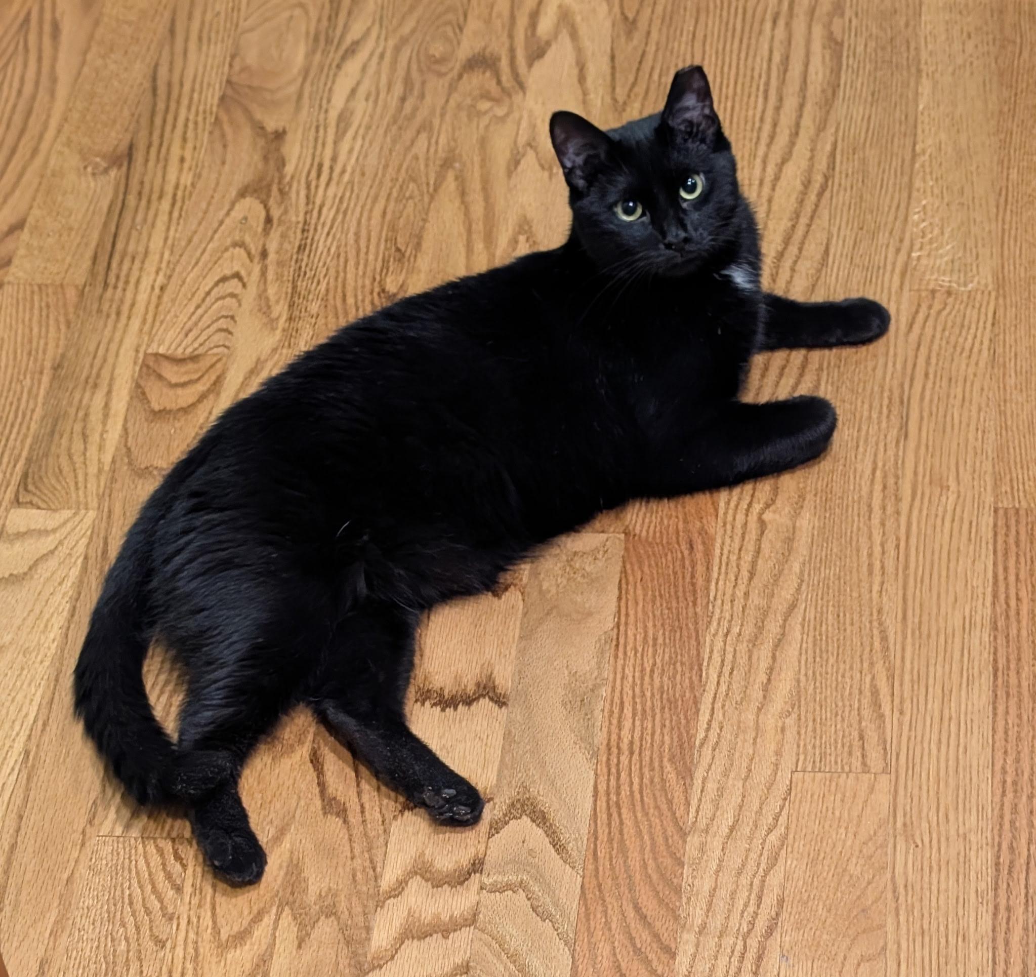 Enlarge Venus and Pippin, an adopted Domestic Medium Hair in Fairfax, VA image 4/6