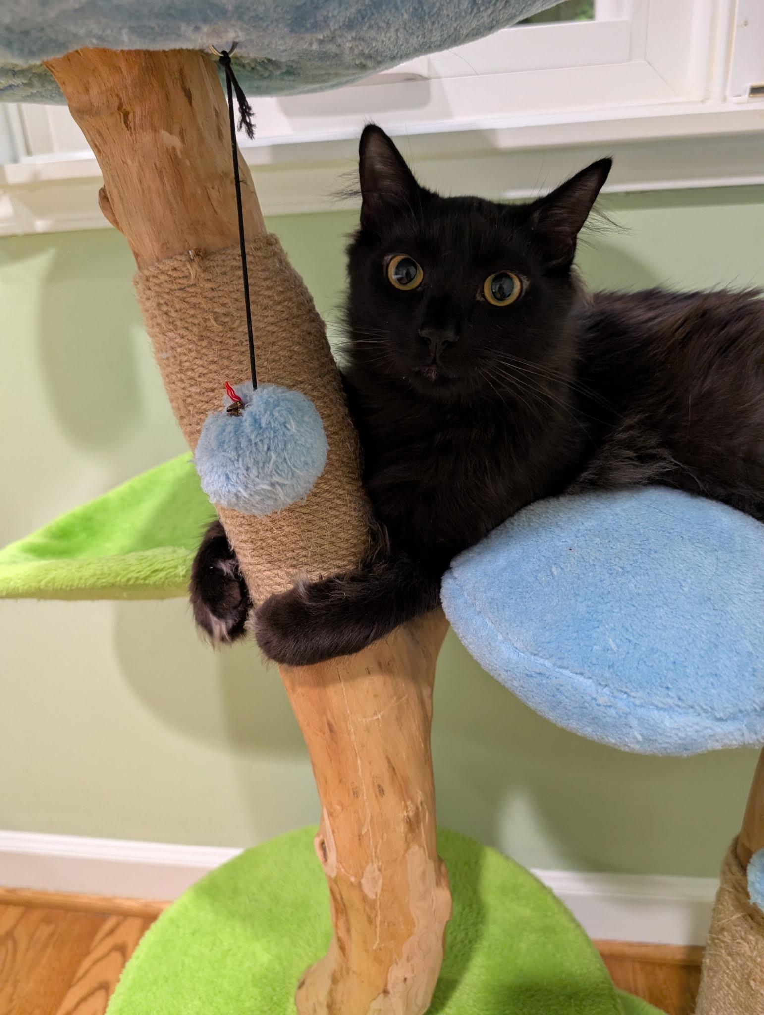 Enlarge Venus and Pippin, an adopted Domestic Medium Hair in Fairfax, VA image 3/6